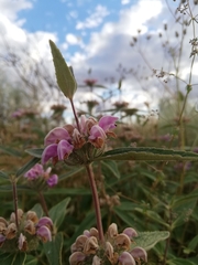 Phlomis herba-venti
