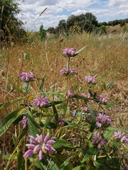 Phlomis herba-venti