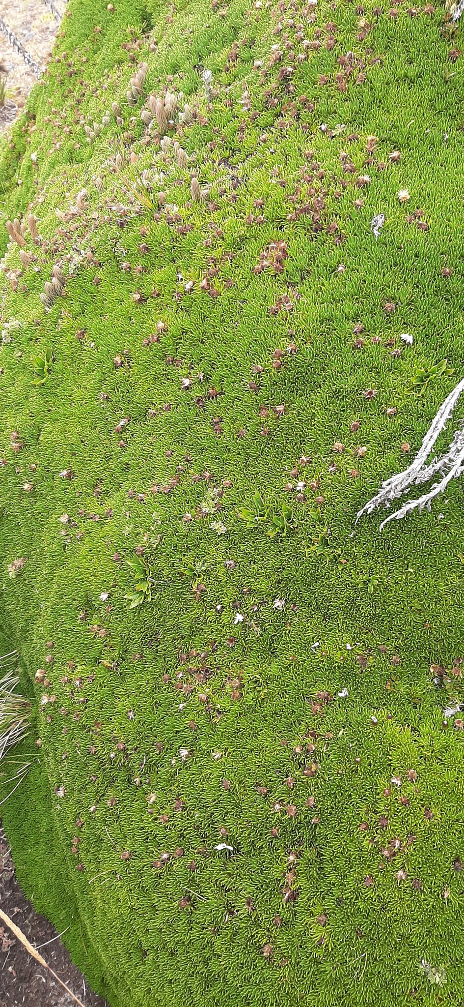 Werneria humilis image