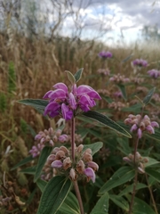 Phlomis herba-venti
