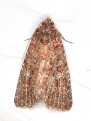 Hypoperigea tonsa