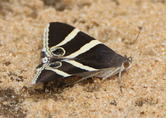 Grammodes ocellata