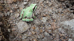 Hyla wrightorum