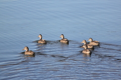 Anas platyrhynchos conboschas