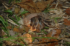 Coenobita violascens