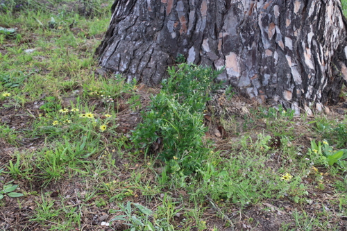 Image of Oval Asparagus (Asparagus ovatus) by (c) Tony Rebelo, some rights reserved (CC BY-SA)