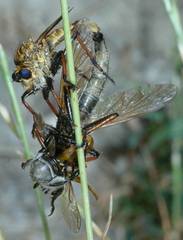 Echthistus rufinervis