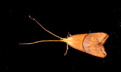 Crocanthes prasinopis