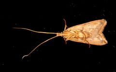 Crocanthes prasinopis