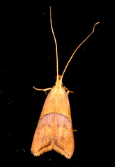 Crocanthes prasinopis