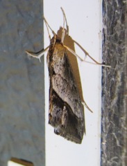 Evergestis obliqualis