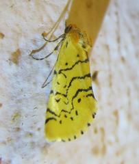 Chrysoecia atrolinea