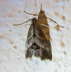 Evergestis obliqualis