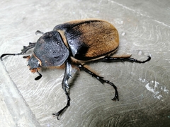 Megasoma