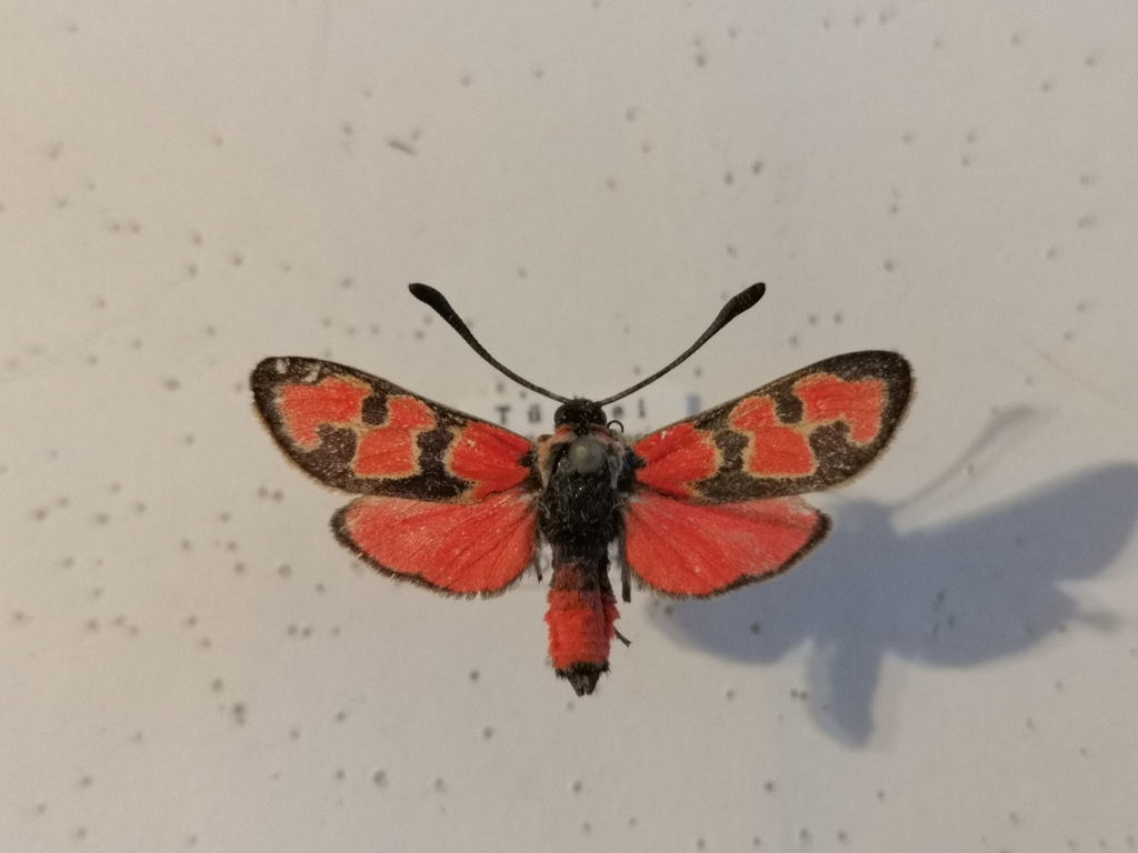 Zygaena olivieri