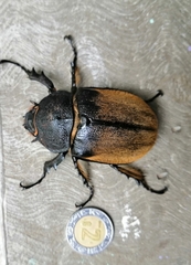 Megasoma
