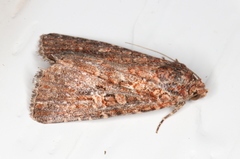 Hypoperigea tonsa