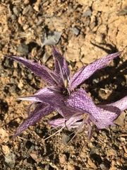 Colchicum variegatum