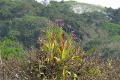 Epidendrum flexuosum