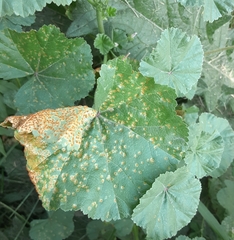 Puccinia malvacearum