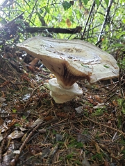 Catathelasma