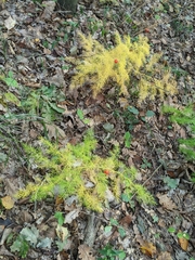 Asparagus tenuifolius