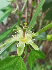 Passiflora apetala
