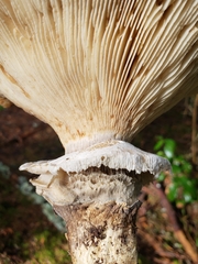 Catathelasma