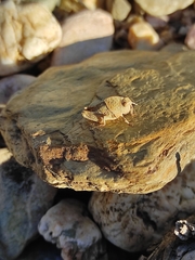 Ocnerodes prosternalis