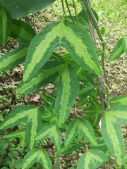 Passiflora apetala