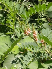 Indigofera suffruticosa
