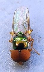 Microchrysa flaviventris