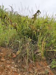 Castanea seguinii