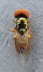 Microchrysa flaviventris