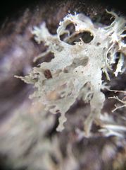 Ramalina canariensis
