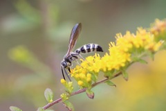 Dielis plumipes