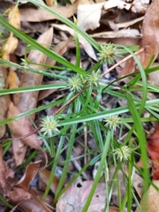Cyperus brevifolioides