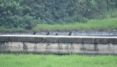 Microcarbo africanus