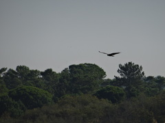 Circus aeruginosus aeruginosus