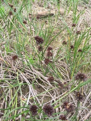 Juncus phaeocephalus