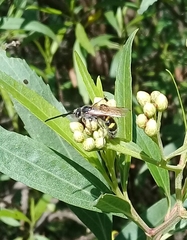 Xanthocampsomeris limosa