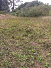 Juncus phaeocephalus