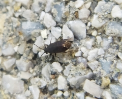 Stygnocoris fuligineus