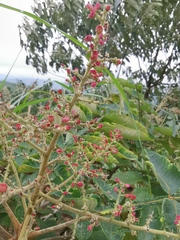 Rhus chinensis