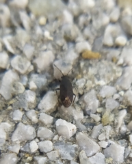 Stygnocoris fuligineus