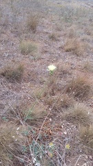 Rhaponticoides taliewii