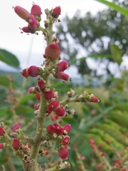 Rhus chinensis