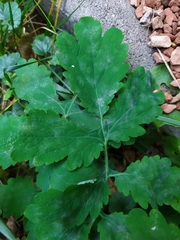 Erysiphe macleayae