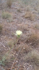 Rhaponticoides taliewii