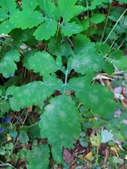 Erysiphe macleayae